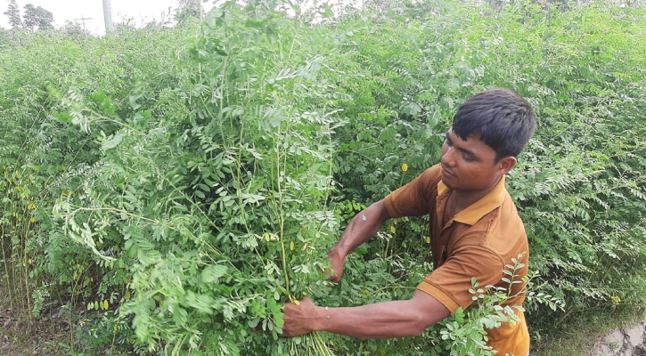 লাভের আশায় নীলচাষ করছেন রংপুরের হাজারো কৃষক